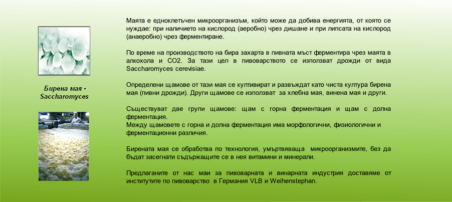  Бирена мая -
Saccharomyces